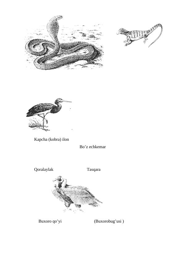  
Kapcha (kobra) ilon                                      
                                          Bo’z echkemar 
Qoralaylak                               Tasqara
               
                                         
    Buxoro qo’yi                              (Buxorobug’usi )
