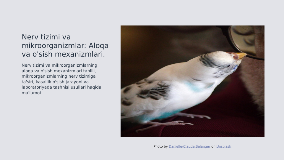 Nerv tizimi va 
mikroorganizmlar: Aloqa 
va o'sish mexanizmlari.
Nerv tizimi va mikroorganizmlarning 
aloqa va o'sish mexanizmlari tahlili, 
mikroorganizmlarning nerv tizimiga 
ta'siri, kasallik o'sish jarayoni va 
laboratoriyada tashhisi usullari haqida 
ma'lumot.
Photo by Danielle-Claude Bélanger on Unsplash
