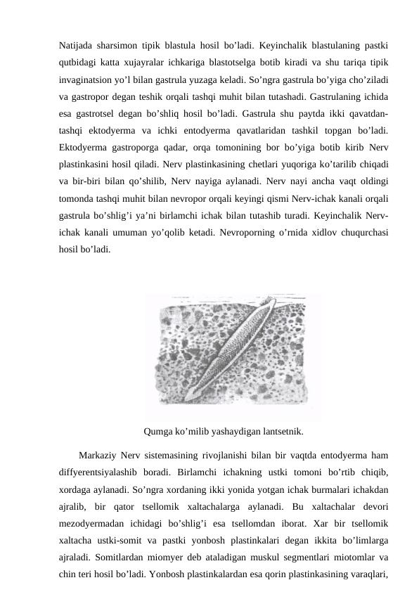 Natijada sharsimon tipik blastula hosil bo’ladi. Keyinchalik blastulaning pastki
qutbidagi katta xujayralar ichkariga blastotselga botib kiradi va shu tariqa tipik
invaginatsion yo’l bilan gastrula yuzaga keladi. So’ngra gastrula bo’yiga cho’ziladi
va gastropor degan teshik orqali tashqi muhit bilan tutashadi. Gastrulaning ichida
esa gastrotsel degan bo’shliq hosil bo’ladi. Gastrula shu paytda ikki qavatdan-
tashqi  ektodyerma  va  ichki  entodyerma  qavatlaridan  tashkil  topgan  bo’ladi.
Ektodyerma gastroporga qadar, orqa tomonining bor bo’yiga botib kirib Nerv
plastinkasini hosil qiladi. Nerv plastinkasining chetlari yuqoriga ko’tarilib chiqadi
va bir-biri bilan qo’shilib, Nerv nayiga aylanadi. Nerv nayi ancha vaqt oldingi
tomonda tashqi muhit bilan nevropor orqali keyingi qismi Nerv-ichak kanali orqali
gastrula bo’shlig’i ya’ni birlamchi ichak bilan tutashib turadi. Keyinchalik Nerv-
ichak kanali umuman  yo’qolib ketadi. Nevroporning  o’rnida xidlov chuqurchasi
hosil bo’ladi. 
Qumga ko’milib yashaydigan lantsetnik.
Markaziy Nerv sistemasining rivojlanishi bilan bir vaqtda entodyerma ham
diffyerentsiyalashib  boradi.  Birlamchi  ichakning  ustki  tomoni  bo’rtib  chiqib,
xordaga aylanadi. So’ngra xordaning ikki yonida yotgan ichak burmalari ichakdan
ajralib,  bir  qator  tsellomik  xaltachalarga  aylanadi.  Bu  xaltachalar  devori
mezodyermadan  ichidagi  bo’shlig’i  esa  tsellomdan  iborat.  Xar  bir  tsellomik
xaltacha  ustki-somit  va  pastki  yonbosh  plastinkalari  degan  ikkita  bo’limlarga
ajraladi. Somitlardan miomyer deb ataladigan muskul segmentlari miotomlar va
chin teri hosil bo’ladi. Yonbosh plastinkalardan esa qorin plastinkasining varaqlari,
