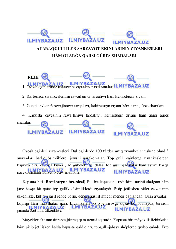  
 
 
 
 
 
ATANAQGULLILER SABZAVOT EKINLARINIŃ ZIYANKESLERI 
HÁM OLARǴA QARSI GÚRES SHARALARI 
 
 
     REJE: 
1. Ovosh eginlerinde ushrawshı zıyankes nasekomalar. 
2. Kartoshka zıyankesleriniń rawajlanıwı tarqalıwı hám keltiretugın zıyanı. 
3. Guzgi sovkaniń rawajlanıwı tarqalıwı, keltiretugın zıyanı hám qarsı gúres sharaları. 
4. Kapusta kúyesiniń rawajlanıwı tarqalıwı, keltiretugın zıyanı hám qarsı gúres 
sharaları. 
 
 
Ovosh eginleri zıyankesleri. Bul eginlerde 100 túrden artıq zıyankesler ushrap olardıń 
ayırımları barlıq ósimliklerdi jewshi nasekomalar. Top gulli eginlerge zıyankeslerden 
kapusta biti, kapusta kúyesi, aq gúbelek, qandalası top gúlli qadalalar hám ayrım basqa 
nasekomalardı kórsetip ótiw múmkin. 
Kapsuta biti (Brevicorgne bressical) Bul bit kapustanı, rediskini, túripti shalgam hám 
jáne basqa bir qatar top gullik -ósimliklerdi zıyanlaydı. Pisip jetilisken bitler w-w,t mm 
úlkenlikte, kúl reń jasıl reńde bolıp, denesi aqshıl mugor menen qaplangan. Onıń ayaqları, 
kuyrıgı hám murtshaları qara. Lichinkaları pisip jetilisiwge uqsas bolıp, mayda, birinshi 
jasında 0,ut mm úlkenlikte. 
Máyekleri 0,t mm átirapta jıltıraq qara uzınshaq túrde. Kapusta biti máyeklik lichinkalıq 
hám pisip jetilisken halda kapusta qaldıqları, topgulli-jabayı shóplerde qıslap qaladı. Erte 
