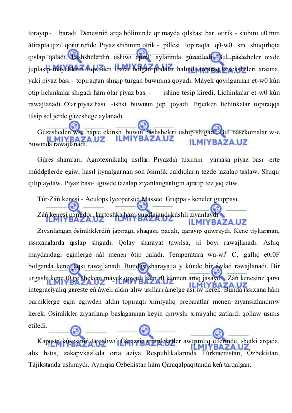  
 
torayıp -  baradı. Denesiniń arqa bóliminde qr mayda qılshası bar. otirik - shıbını u0 mm 
átirapta qızıl qońır reńde. Pıyaz shıbınım otrik - pillesi topıraqta q0-w0 sm shuqırlıqta 
qıslap qaladı. Páshshelerdiń ushıwı aprel` aylarında gúzetiledi. Bul páshsheler texde 
juplasıp máyeklerin t-qw den ibarat bolgan podalar halında topıraq keseksheleri arasına, 
yaki piyaz bası -  topıraqtan shıgıp turgan buwınına qoyadı. Máyek qoyılgannan et-w0 kún 
ótip lichinkalar shıgadı hám olar piyaz bası -  
ishine tesip kiredi. Lichinkalar et-w0 kún 
rawajlanadı. Olar piyaz bası  -ishki buwının jep qoyadı. Erjetken lichinkalar topıraqqa 
túsip sol jerde gúzeshege aylanadı. 
Gúzesheden w-e hápte ekinshi buwın páshsheleri ushıp shıgadı. Bul nasekomalar w-e 
buwında rawajlanadı. 
Gúres sharaları. Agrotexnikalıq usıllar. Pıyazdıń tuxımın  yamasa piyaz bası -erte 
múddetlerde egiw, hasıl jıynalgannan soń ósimlik qaldıqların tezde tazalap taslaw. Shuqır 
qılıp aydaw. Piyaz bası- egiwde tazalap zıyanlanganlıgın ajratıp tez joq etiw. 
Túr-Záń kenesi - Aculops lycopersici Massee. Gruppa - keneler gruppası. 
Záń kenesi pomidor, kartoshka hám yuaqlajandı kúshli zıyanlaydı. 
Zıyanlangan ósimliklerdiń japıragı, shaqası, paqalı, qarayıp quwraydı. Kene tiykarınan, 
ıssıxanalarda qıslap shıgadı. Qolay sharayat tuwılsa, jıl boyı rawajlanadı. Ashıq 
maydandagı eginlerge nál menen ótip qaladı. Temperatura wu-wi0 C, ıgallıq e0r0F 
bolganda kene jaqsı rawajlanadı. Bunday sharayatta y kúnde bir áwlad rawajlanadı. Bir 
urgashı kene t0 ge shekem máyek qoyadı hám r0 kúnnen artıq jasaydı.  Záń kenesine qarsı 
integraciyalıq gúreste eń áweli aldın alıw usılları ámelge asırıw kerek. Bunda ıssıxana hám 
parniklerge egin egiwden aldın topıraqtı ximiyalıq preparatlar menen zıyansızlandırıw 
kerek. Ósimlikler zıyanlanıp baslagannan keyin qırıwshı ximiyalıq zatlardı qollaw usınıs 
etiledi. 
Kapusta kúyesiniń tarqalıwı` Ǵárezsiz mámleketler awqamlıq ellerinde, shetki arqada, 
alıs batıs, zakapvkaz`eda orta aziya Respublikalarında Túrkmenistan, Ózbekistan, 
Tájikstanda ushıraydı. Aynıqsa Ózbekistan hám Qaraqalpaqstanda keń tarqalgan. 
