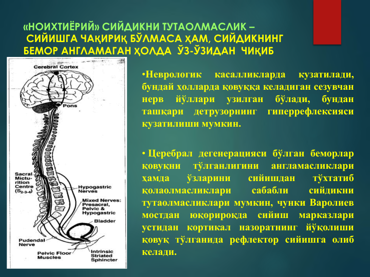 «НОИХТИЁРИЙ» СИЙДИКНИ ТУТАОЛМАСЛИК –
СИЙИШГА ЧАҚИРИҚ БЎЛМАСА ҲАМ, СИЙДИКНИНГ 
БЕМОР АНГЛАМАГАН ҲОЛДА  ЎЗ-ЎЗИДАН  ЧИҚИБ 
КЕТИШИДИР
•Неврологик
касалликларда
кузатилади,
бундай ҳолларда қовуққа келадиган сезувчан
нерв
йўллари
узилган
бўлади,
бундан
ташқари
детрузорнинг
гиперрефлексияси
кузатилиши мумкин.
• Церебрал дегенерацияси бўлган беморлар
қовуқни
тўлганлигини
англамасликлари
ҳамда
ўзларини
сийишдан
тўхтатиб
қолаолмасликлари
сабабли
сийдикни
тутаолмасликлари мумкин, чунки Варолиев
мостдан
юқорироқда
сийиш
марказлари
устидан кортикал назоратнинг йўқолиши
қовуқ тўлганида рефлектор сийишга олиб
келади.
