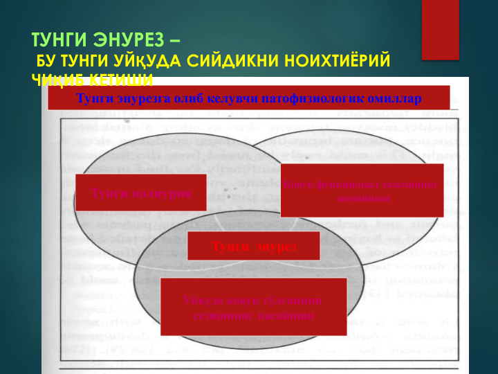 Тунги энурезга олиб келувчи патофизиологик омиллар
Тунги полиурия
Тунги  энурез
Қовуқ функционал хажмининг 
камайиши
Уйқуда қовуқ тўлганини 
сезишнинг пасайиши
ТУНГИ ЭНУРЕЗ –
БУ ТУНГИ УЙҚУДА СИЙДИКНИ НОИХТИЁРИЙ 
ЧИҚИБ КЕТИШИ
