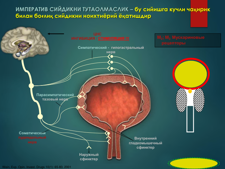 ИМПЕРАТИВ СИЙДИКНИ ТУТАОЛМАСЛИК – бу сийишга кучли чақирик 
билан боғлиқ сийдикни ноихтиёрий ёқатишдир
Наружный 
сфинктер
Внутренний 
гладкомышечный 
сфинктер
Симпатический - гипогастральный 
нерв 
Парасимпатический 
тазовый нерв
Соматический
пудендальный 
нерв
Wein, Exp. Opin. Invest. Drugs 10(1): 65-83, 2001
ЦНС   
ИНГИБИЦИЯ / СТИМУЛЯЦИЯ !!!
M2; M3  Мускариновые 
рецепторы
