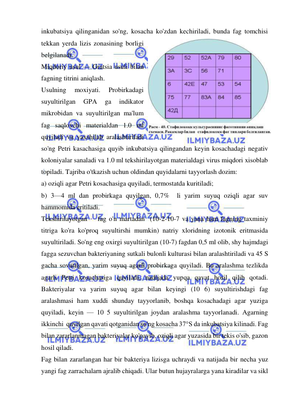  
 
inkubatsiya qilinganidan so'ng, kosacha ko'zdan kechiriladi, bunda fag tomchisi 
tekkan yerda lizis zonasining borligi 
belgilanadi. 
Miqdoriy usul — Gratsia usuli bilan 
fagning titrini aniqlash.  
Usulning 
moxiyati. 
Probirkadagi 
suyultirilgan 
GPA 
ga 
indikator 
mikrobidan va suyultirilgan ma'lum 
fag saqlovchi materialdan 1.0 ml 
quyiladi va yaxshilab aralashtiriladi 
so'ng Petri kasachasiga quyib inkubatsiya qilingandan keyin kosachadagi negativ 
koloniyalar sanaladi va 1.0 ml tekshirilayotgan materialdagi virus miqdori xisoblab 
topiladi. Tajriba o'tkazish uchun oldindan quyidalarni tayyorlash dozim:  
a) oziqli agar Petri kosachasiga quyiladi, termostatda kuritiladi; 
b) 3—4 ml dan probirkaga quyilgan, 0,7%  li yarim suyuq oziqli agar suv 
hammomida eritiladi. 
Tekshirilayotgan    fag o'n martadan  (10-2-10-7 va yana ham fagning taxminiy 
titriga ko'ra ko'proq suyultirshi mumkin) natriy xloridning izotonik eritmasida 
suyultiriladi. So'ng eng oxirgi suyultirilgan (10-7) fagdan 0,5 ml olib, shy hajmdagi 
fagga sezuvchan bakteriyaning sutkali bulonli kulturasi bilan aralashtiriladi va 45 S 
gacha sovutilgan, yarim suyuq agarli probirkaga quyiladi. Bu aralashma tezlikda 
agarli Petri kosachasiga quyiladi, nadijada yupqa qavat hosil qilib qotadi. 
Bakteriyalar va yarim suyuq agar bilan keyingi (10 6) suyultirishdagi fag 
aralashmasi ham xuddi shunday tayyorlanib, boshqa kosachadagi agar yuziga 
quyiladi, keyin — 10 5 suyultirilgan joydan aralashma tayyorlanadi. Agarning 
ikkinchi  quyilgan qavati qotganidan so'ng kosacha 37°S da inkubatsiya kilinadi. Fag 
bilan zararlanmagan bakteriyalar ko'payib, oziqli agar yuzasida bir tekis o'sib, gazon 
hosil qiladi. 
Fag bilan zararlangan har bir bakteriya lizisga uchraydi va natijada bir necha yuz 
yangi fag zarrachalarn ajralib chiqadi. Ular butun hujayralarga yana kiradilar va sikl 
