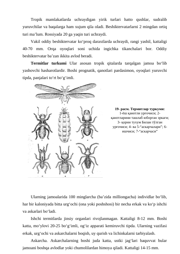 Tropik  mamlakatlarda  uchraydigan  yirik  turlari  hatto  qushlar,  sudralib
yuruvchilar va baqalarga ham xujum qila oladi. Beshiktervatarlarni 2 mingdan ortiq
turi ma’lum. Rossiyada 20 ga yaqin turi uchraydi. 
Vakil oddiy beshiktervatar ko‘proq daraxtlarda uchraydi, rangi yashil, kattaligi
40-70  mm.  Orqa  oyoqlari  soni  uchida  ingichka  tikanchalari  bor.  Oddiy
beshiktervatar ba’zan ikkita avlod beradi. 
Termitlar  turkumi  Ular  asosan  tropik  qitalarda  tarqalgan  jamoa  bo‘lib
yashovchi hasharotlardir. Boshi prognatik, qanotlari pardasimon, oyoqlari yuruvchi
tipda, panjalari to‘rt bo‘g‘imli.
Ularning jamoalarida 100 minglarcha (ba’zida milliongacha) individlar bo‘lib,
har bir kaloniyada bitta urg‘ochi (ona yoki poshshosi) bir necha erkak va ko‘p ishchi
va askarlari bo‘ladi. 
Ishchi termitlarda jinsiy organlari rivojlanmagan. Kattaligi 8-12 mm. Boshi
katta, mo‘ylovi 20-25 bo‘g‘imli, og‘iz apparati kemiruvchi tipda. Ularning vazifasi
erkak, urg‘ochi va askarchalarni boqish, uy qurish va lichinkalarni tarbiyalash.
Askarcha.  Askarchalarning  boshi  juda  katta,  ustki  jag‘lari  baquvvat  bular
jamoani boshqa avlodlar yoki chumolilardan himoya qiladi. Kattaligi 14-15 mm.
19- расм. Термитлар туркуми: 
1-ёш қанотли урғочиси; 2-
қанотларини ташлаб юборган эркаги;
3- қорни тухум Билан тўлган
урғочиси; 4- ва 5-“аскарчалари”; 6-
ишчиси; 7-“аскарчаси”
