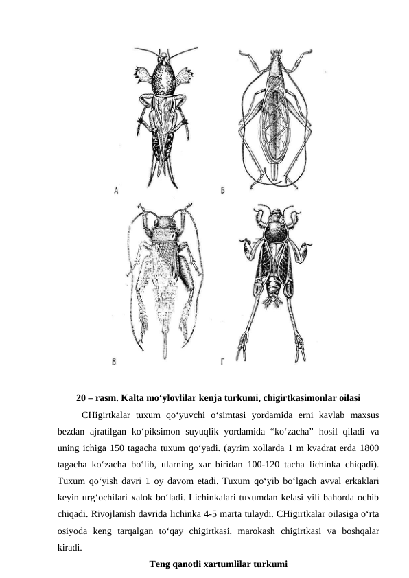 20 – rasm. Kalta mo‘ylovlilar kenja turkumi, chigirtkasimonlar oilasi
CHigirtkalar  tuxum  qo‘yuvchi  o‘simtasi  yordamida  erni  kavlab  maxsus
bezdan  ajratilgan  ko‘piksimon suyuqlik  yordamida “ko‘zacha”  hosil  qiladi  va
uning ichiga 150 tagacha tuxum qo‘yadi. (ayrim xollarda 1 m kvadrat erda 1800
tagacha ko‘zacha bo‘lib, ularning xar biridan 100-120 tacha lichinka chiqadi).
Tuxum qo‘yish davri 1 oy davom etadi. Tuxum qo‘yib bo‘lgach avval erkaklari
keyin urg‘ochilari xalok bo‘ladi. Lichinkalari tuxumdan kelasi yili bahorda ochib
chiqadi. Rivojlanish davrida lichinka 4-5 marta tulaydi. CHigirtkalar oilasiga o‘rta
osiyoda  keng  tarqalgan  to‘qay  chigirtkasi,  marokash  chigirtkasi  va  boshqalar
kiradi. 
Teng qanotli xartumlilar turkumi
