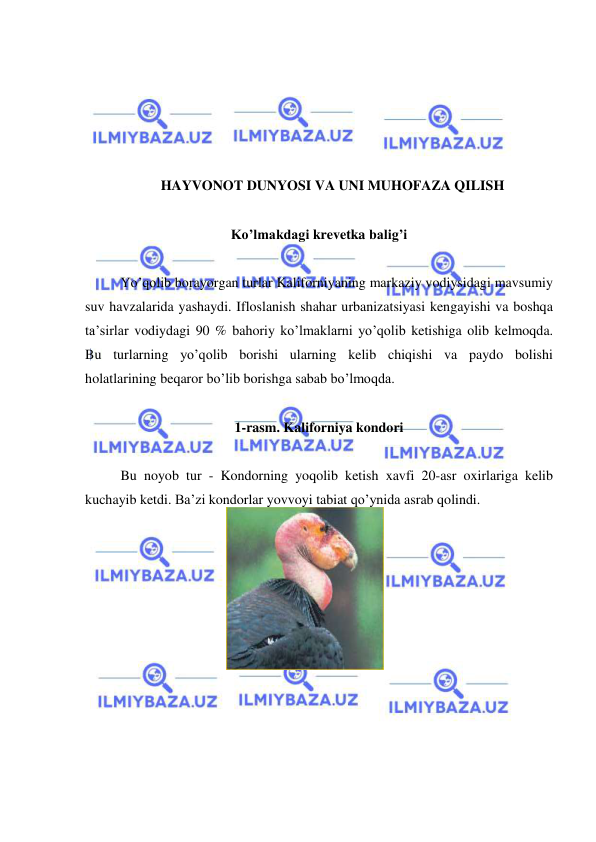  
 
 
 
 
 
 
HAYVONOT DUNYOSI VA UNI MUHOFAZA QILISH 
 
Ko’lmakdagi krevetka balig’i 
 
Yo’qolib borayorgan turlar Kaliforniyaning markaziy vodiysidagi mavsumiy 
suv havzalarida yashaydi. Ifloslanish shahar urbanizatsiyasi kengayishi va boshqa 
ta’sirlar vodiydagi 90 % bahoriy ko’lmaklarni yo’qolib ketishiga olib kelmoqda. 
Bu turlarning yo’qolib borishi ularning kelib chiqishi va paydo bolishi 
holatlarining beqaror bo’lib borishga sabab bo’lmoqda.  
 
1-rasm. Kaliforniya kondori  
 
Bu noyob tur - Kondorning yoqolib ketish xavfi 20-asr oxirlariga kelib 
kuchayib ketdi. Ba’zi kondorlar yovvoyi tabiat qo’ynida asrab qolindi.  
 
 
 
 
 
 
 
 
 
 
 
