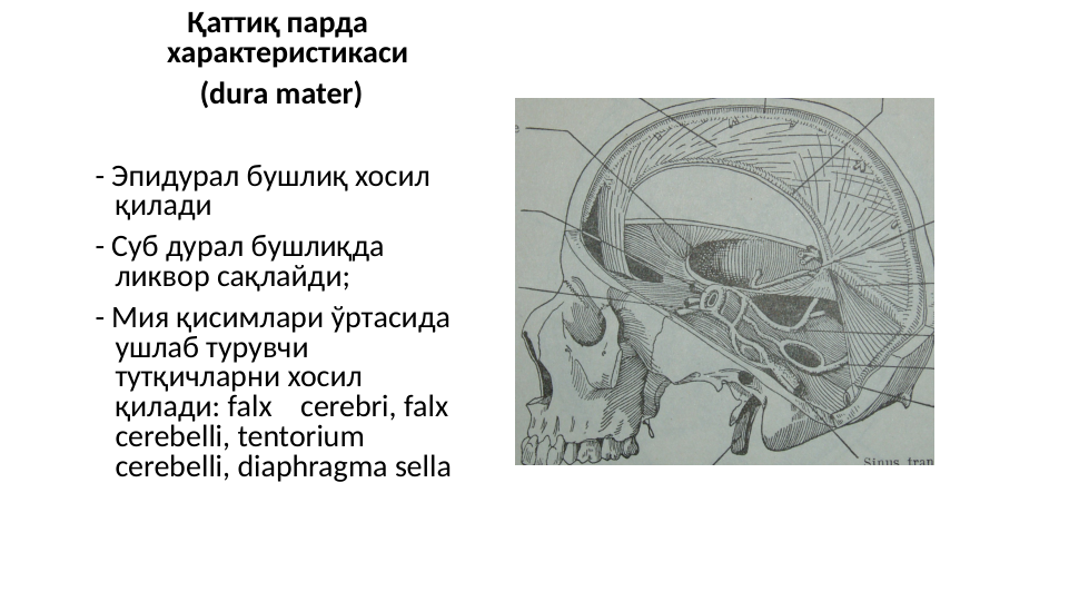 Қаттиқ парда 
характеристикаси
 (dura mater)
- Эпидурал бушлиқ хосил 
қилади
- Суб дурал бушлиқда 
ликвор сақлайди;
- Мия қисимлари ўртасида 
ушлаб турувчи 
тутқичларни хосил 
қилади: falx    cerebri, falx 
cerebelli, tentorium 
cerebelli, diaphragma sella
