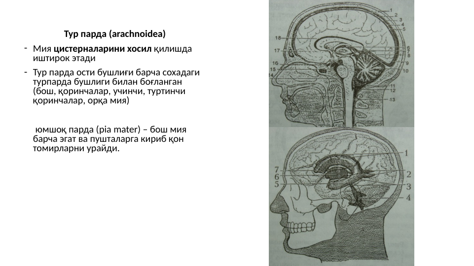  
Тур парда (arachnoidea)
- Мия цистерналарини хосил қилишда 
иштирок этади
- Тур парда ости бушлиғи барча сохадаги 
турпарда бушлиги билан боғланган 
(бош, қоринчалар, учинчи, туртинчи 
қоринчалар, орқа мия)
     юмшоқ парда (pia mater) – бош мия 
барча эгат ва пушталарга кириб қон 
томирларни урайди. 
