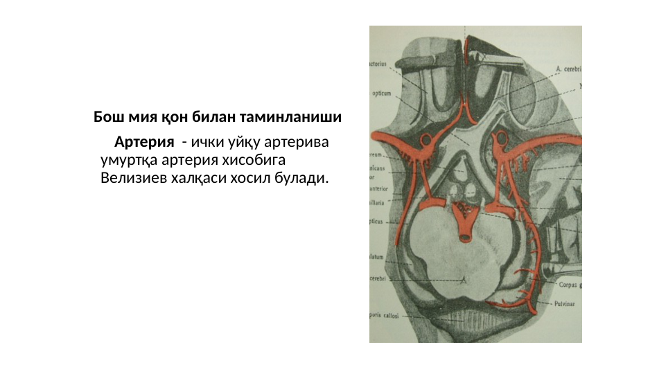 Бош мия қон билан таминланиши
       Артерия  - ички уйқу артерива 
умуртқа артерия хисобига 
Велизиев халқаси хосил булади. 
