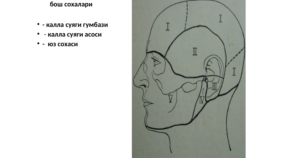         бош сохалари 
• - калла суяги гумбази
•  - калла суяги асоси
• -  юз сохаси
