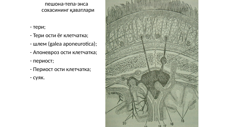  пешона-тепа-энса 
сохасининг қаватлари
- тери;
- Тери ости ёғ клетчатка;
- шлем (galea aponeurotica);
- Апоневроз ости клетчатка;
- периост;
- Периост ости клетчатка;
- суяк. 
