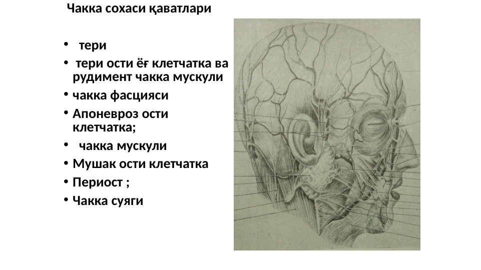  Чакка сохаси қаватлари
•   тери
•  тери ости ёғ клетчатка ва 
рудимент чакка мускули
• чакка фасцияси 
• Апоневроз ости  
клетчатка;
•   чакка мускули
• Мушак ости клетчатка
• Периост ;
• Чакка суяги 
