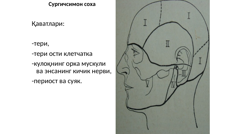 Сургичсимон соха
Қаватлари:
-тери, 
-тери ости клетчатка 
-кулоқнинг орка мускули 
ва энсанинг кичик нерви, 
-периост ва суяк.
