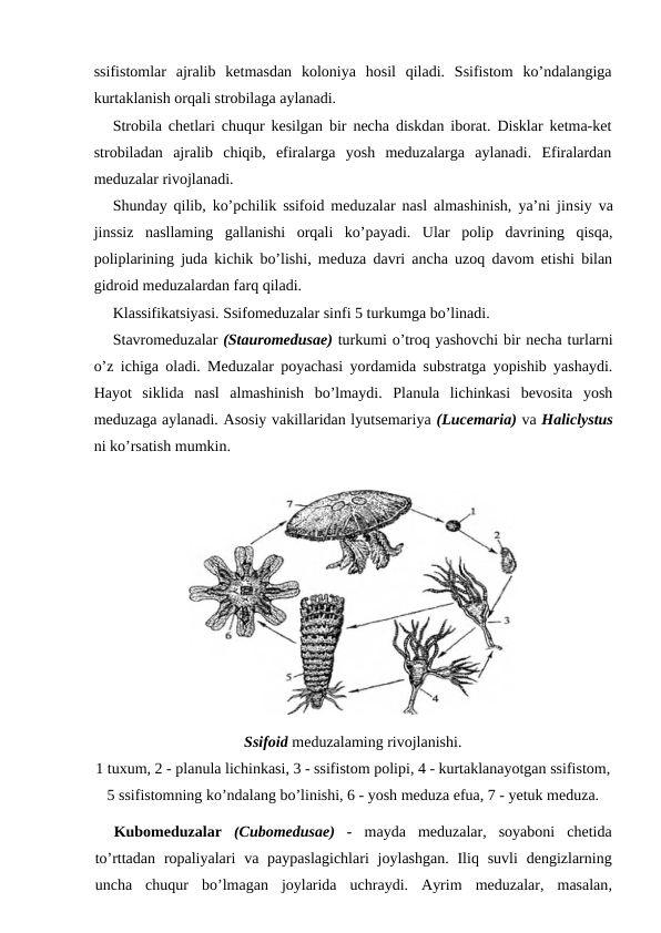 ssifistomlar  ajralib  ketmasdan  koloniya  hosil  qiladi.  Ssifistom  ko’ndalangiga
kurtaklanish orqali strobilaga aylanadi. 
Strobila chetlari chuqur kesilgan bir necha diskdan iborat. Disklar ketma-ket
strobiladan  ajralib  chiqib,  efiralarga  yosh  meduzalarga  aylanadi.  Efiralardan
meduzalar rivojlanadi.
Shunday qilib, ko’pchilik ssifoid meduzalar nasl almashinish, ya’ni jinsiy va
jinssiz  nasllaming  gallanishi  orqali  ko’payadi.  Ular  polip  davrining  qisqa,
poliplarining juda kichik bo’lishi, meduza davri ancha uzoq davom etishi bilan
gidroid meduzalardan farq qiladi.
Klassifikatsiyasi. Ssifomeduzalar sinfi 5 turkumga bo’linadi.
Stavromeduzalar (Stauromedusae) turkumi o’troq yashovchi bir necha turlarni
o’z ichiga oladi. Meduzalar poyachasi yordamida substratga yopishib yashaydi.
Hayot  siklida  nasl  almashinish  bo’lmaydi.  Planula  lichinkasi  bevosita  yosh
meduzaga aylanadi. Asosiy vakillaridan lyutsemariya (Lucemaria) va Haliclystus
ni ko’rsatish mumkin.
Kubomeduzalar (Cubomedusae)  - mayda meduzalar,  soyaboni chetida
to’rttadan ropaliyalari va paypaslagichlari joylashgan.  Iliq suvli dengizlarning
uncha chuqur bo’lmagan joylarida uchraydi.  Ayrim meduzalar,  masalan,
Ssifoid meduzalaming rivojlanishi.
1 tuxum, 2 - planula lichinkasi, 3 - ssifistom polipi, 4 - kurtaklanayotgan ssifistom,
5 ssifistomning ko’ndalang bo’linishi, 6 - yosh meduza efua, 7 - yetuk meduza.
