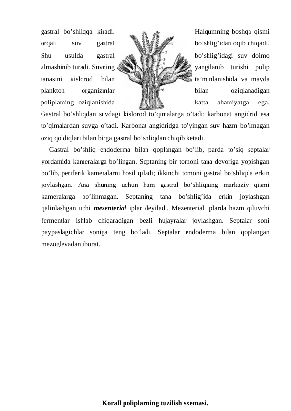gastral  bo’shliqqa  kiradi.
Halqumning boshqa qismi
orqali
 
suv
 
gastral
bo’shlig’idan oqib chiqadi.
Shu
 
usulda
 
gastral
bo’shlig’idagi  suv  doimo
almashinib turadi. Suvning
yangilanib  turishi  polip
tanasini
 кislorod  bilan
ta’minlanishida  va mayda
plankton
 
organizmlar
bilan
 
oziqlanadigan
poliplaming  oziqlanishida
katta  ahamiyatga  ega.
Gastral bo’shliqdan suvdagi kislorod to’qimalarga o’tadi; karbonat angidrid esa
to’qimalardan suvga o’tadi. Karbonat angidridga to’yingan suv hazm bo’lmagan
oziq qoldiqlari bilan birga gastral bo’shliqdan chiqib ketadi.
Gastral  bo’shliq  endoderma  bilan  qoplangan  bo’lib,  parda  to’siq  septalar
yordamida kameralarga bo’lingan. Septaning bir tomoni tana devoriga yopishgan
bo’lib, periferik kameralarni hosil qiladi; ikkinchi tomoni gastral bo’shliqda erkin
joylashgan.  Ana  shuning  uchun  ham  gastral  bo’shliqning  markaziy  qismi
kameralarga  bo’linmagan.  Septaning  tana  bo’shlig’ida  erkin  joylashgan
qalinlashgan uchi  mezenterial iplar deyiladi. Mezenterial iplarda hazm qiluvchi
fermentlar  ishlab  chiqaradigan  bezli  hujayralar  joylashgan.  Septalar  soni
paypaslagichlar  soniga  teng  bo’ladi.  Septalar  endoderma  bilan  qoplangan
mezogleyadan iborat.
 
Korall poliplarning tuzilish sxemasi. 
