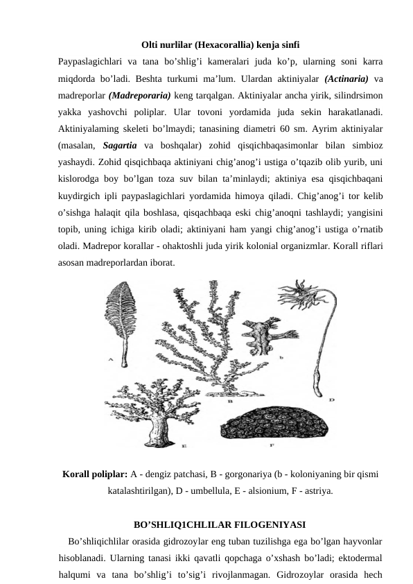 Olti nurlilar (Hexacorallia) kenja sinfi
Paypaslagichlari  va  tana  bo’shlig’i  kameralari  juda  ko’p,  ularning  soni  karra
miqdorda bo’ladi. Beshta  turkumi  ma’lum. Ulardan aktiniyalar  (Actinaria) va
madreporlar (Madreporaria) keng tarqalgan. Aktiniyalar ancha yirik, silindrsimon
yakka  yashovchi  poliplar.  Ular  tovoni  yordamida  juda  sekin  harakatlanadi.
Aktiniyalaming skeleti bo’lmaydi; tanasining diametri 60 sm. Ayrim aktiniyalar
(masalan,  Sagartia va  boshqalar)  zohid  qisqichbaqasimonlar  bilan  simbioz
yashaydi. Zohid qisqichbaqa aktiniyani chig’anog’i ustiga o’tqazib olib yurib, uni
kislorodga boy bo’lgan toza suv bilan ta’minlaydi; aktiniya esa qisqichbaqani
kuydirgich ipli paypaslagichlari yordamida himoya qiladi. Chig’anog’i tor kelib
o’sishga halaqit qila boshlasa, qisqachbaqa eski chig’anoqni tashlaydi; yangisini
topib, uning ichiga kirib oladi; aktiniyani ham yangi chig’anog’i ustiga o’rnatib
oladi. Madrepor korallar - ohaktoshli juda yirik kolonial organizmlar. Korall riflari
asosan madreporlardan iborat.
Korall poliplar: A - dengiz patchasi, В - gorgonariya (b - koloniyaning bir qismi
katalashtirilgan), D - umbellula, E - alsionium, F - astriya.
BO’SHLIQ1CHLILAR FILOGENIYASI
   Bo’shliqichlilar orasida gidrozoylar eng tuban tuzilishga ega bo’lgan hayvonlar
hisoblanadi. Ularning tanasi ikki qavatli qopchaga o’xshash bo’ladi; ektodermal
halqumi  va  tana  bo’shlig’i  to’sig’i  rivojlanmagan.  Gidrozoylar  orasida  hech
