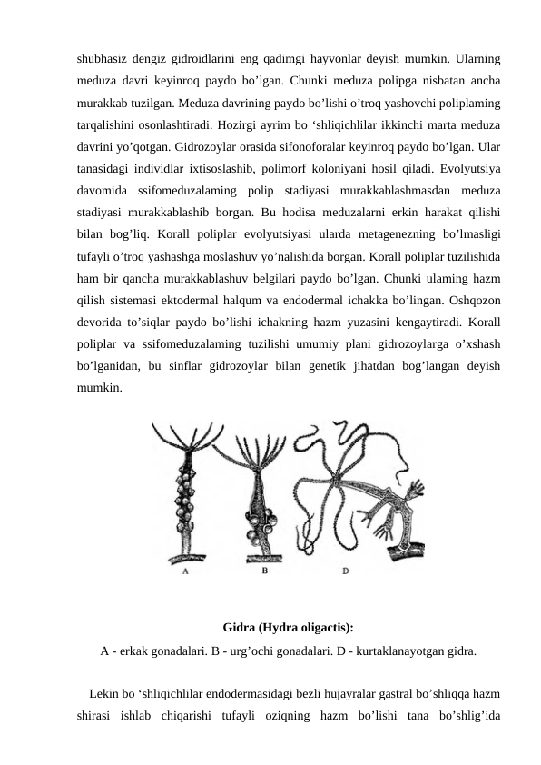 shubhasiz dengiz gidroidlarini eng qadimgi hayvonlar deyish mumkin. Ularning
meduza davri keyinroq paydo bo’lgan. Chunki meduza polipga nisbatan ancha
murakkab tuzilgan. Meduza davrining paydo bo’lishi o’troq yashovchi poliplaming
tarqalishini osonlashtiradi. Hozirgi ayrim bo ‘shliqichlilar ikkinchi marta meduza
davrini yo’qotgan. Gidrozoylar orasida sifonoforalar keyinroq paydo bo’lgan. Ular
tanasidagi individlar ixtisoslashib, polimorf koloniyani hosil qiladi. Evolyutsiya
davomida  ssifomeduzalaming  polip  stadiyasi  murakkablashmasdan  meduza
stadiyasi murakkablashib borgan. Bu hodisa meduzalarni erkin harakat qilishi
bilan  bog’liq.  Korall  poliplar  evolyutsiyasi  ularda  metagenezning  bo’lmasligi
tufayli o’troq yashashga moslashuv yo’nalishida borgan. Korall poliplar tuzilishida
ham bir qancha murakkablashuv belgilari paydo bo’lgan. Chunki ulaming hazm
qilish sistemasi ektodermal halqum va endodermal ichakka bo’lingan. Oshqozon
devorida to’siqlar paydo bo’lishi ichakning hazm yuzasini kengaytiradi. Korall
poliplar  va ssifomeduzalaming  tuzilishi  umumiy plani  gidrozoylarga o’xshash
bo’lganidan,  bu  sinflar  gidrozoylar  bilan  genetik  jihatdan  bog’langan  deyish
mumkin.
    Lekin bo ‘shliqichlilar endodermasidagi bezli hujayralar gastral bo’shliqqa hazm
shirasi  ishlab  chiqarishi  tufayli  oziqning  hazm  bo’lishi  tana  bo’shlig’ida
 
Gidra (Hydra oligactis):
A - erkak gonadalari. В - urg’ochi gonadalari. D - kurtaklanayotgan gidra.
