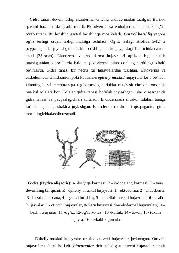    Gidra tanasi devori tashqi ektoderma va ichki endodermadan tuzilgan. Bu ikki
qavatni bazal parda ajratib turadi. Ektodyerma va endodyerma tana bo’shhg’ini
o’rab turadi. Bu bo’shliq gastral bo’shliqqa mos keladi. Gastral bo’shliq yagona
og’iz  teshigi  orqali  tashqi  muhitga  ochiladi.  Og’iz  teshigi  atrofida  5-12  ta
paypaslagichlar joylashgan. Gastral bo’shliq ana shu paypaslagichlar ichida davom
etadi  (33-rasm).  Ektoderma  va  endoderma  hujayralari  og’iz  teshigi  chetida
tutashganidan gidroidlarda halqum (ektoderma bilan qoplangan oldingi  ichak)
bo’lmaydi. Gidra  tanasi  bir  necha  xil  hujayralardan  tuzilgan.  Ektoyerma  va
endodermada silindrsimon yoki kubsimon epiteliy-muskul hujayralar ko’p bo’ladi.
Ulaming bazal membranaga tegib turadigan dukka o’xshash cho’ziq tomonida
muskul tolalari bor. Tolalar gidra tanasi bo’ylab joylashgan; ular qisqarganida
gidra tanasi va paypaslagichlari  tortiladi. Endodermada muskul tolalari tanaga
ko’ndalang halqa shaklda joylashgan. Endoderma muskullari qisqarganida gidra
tanasi ingichkalashib uzayadi.
     Epiteliy-muskul hujayralar orasida otuvchi hujayralar joylashgan. Otuvchi
hujayralar uch xil bo’ladi. Pinetrantlar deb ataladigan otuvchi hujayralar ichida
.
Gidra (Hydra oligactis): A -bo’yiga kesmasi. В - ko’ndalang kesmasi. D - tana
devorining bir qismi. E - epiteliy- muskul hujayrasi; 1 - ektoderma, 2 - endoderma,
3 - bazal membrana, 4 - gastral bo’shliq, 5 - epitelial-muskul hujayralar, 6 - oraliq
hujayralar, 7 - otuvchi hujayralar, 8-Nerv hujayrasi, 9-endodermal hujayralari, 10-
bezli hujayralar, 11 -og’iz, 12-og’iz konusi, 13 -kurtak, 14 - tovon, 15- tuxum
hujayra, 16 - erkaklik gonada.

