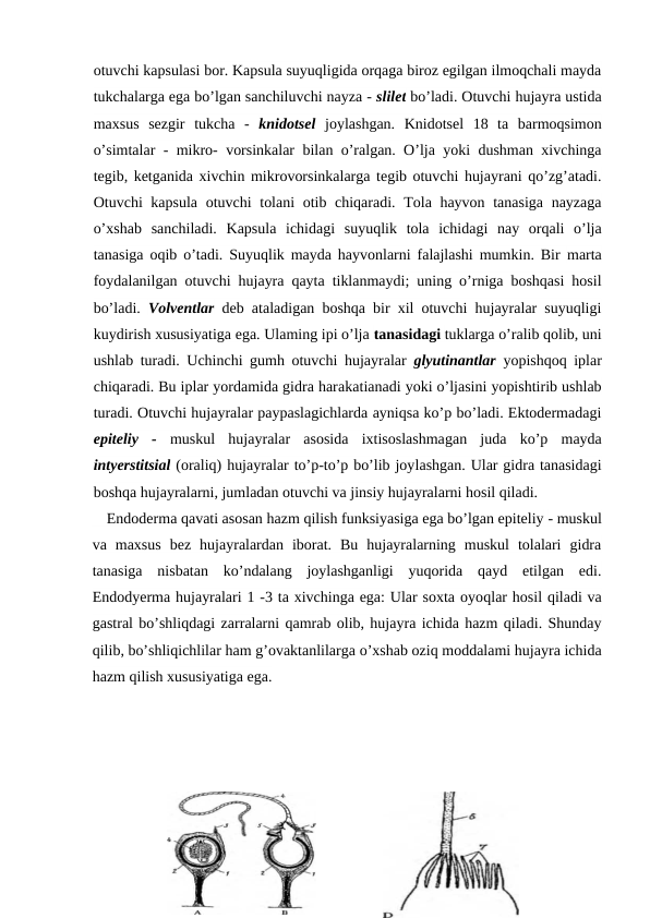 otuvchi kapsulasi bor. Kapsula suyuqligida orqaga biroz egilgan ilmoqchali mayda
tukchalarga ega bo’lgan sanchiluvchi nayza - slilet bo’ladi. Otuvchi hujayra ustida
maxsus  sezgir  tukcha  -  knidotsel  joylashgan.  Knidotsel  18  ta  barmoqsimon
o’simtalar - mikro- vorsinkalar bilan o’ralgan. O’lja yoki dushman xivchinga
tegib, ketganida xivchin mikrovorsinkalarga tegib otuvchi hujayrani qo’zg’atadi.
Otuvchi kapsula otuvchi tolani  otib chiqaradi. Tola hayvon tanasiga nayzaga
o’xshab  sanchiladi.  Kapsula  ichidagi  suyuqlik  tola  ichidagi  nay  orqali  o’lja
tanasiga oqib o’tadi. Suyuqlik mayda hayvonlarni falajlashi mumkin. Bir marta
foydalanilgan otuvchi hujayra qayta tiklanmaydi; uning o’rniga boshqasi hosil
bo’ladi.  Volventlar deb ataladigan boshqa bir xil otuvchi hujayralar suyuqligi
kuydirish xususiyatiga ega. Ulaming ipi o’lja tanasidagi tuklarga o’ralib qolib, uni
ushlab turadi. Uchinchi gumh otuvchi hujayralar  glyutinantlar yopishqoq iplar
chiqaradi. Bu iplar yordamida gidra harakatianadi yoki o’ljasini yopishtirib ushlab
turadi. Otuvchi hujayralar paypaslagichlarda ayniqsa ko’p bo’ladi. Ektodermadagi
epiteliy  - muskul  hujayralar  asosida  ixtisoslashmagan  juda  ko’p  mayda
intyerstitsial (oraliq) hujayralar to’p-to’p bo’lib joylashgan. Ular gidra tanasidagi
boshqa hujayralarni, jumladan otuvchi va jinsiy hujayralarni hosil qiladi.
    Endoderma qavati asosan hazm qilish funksiyasiga ega bo’lgan epiteliy - muskul
va  maxsus  bez  hujayralardan  iborat.  Bu  hujayralarning  muskul  tolalari  gidra
tanasiga  nisbatan  ko’ndalang  joylashganligi  yuqorida  qayd  etilgan  edi.
Endodyerma hujayralari 1 -3 ta xivchinga ega: Ular soxta oyoqlar hosil qiladi va
gastral bo’shliqdagi zarralarni qamrab olib, hujayra ichida hazm qiladi. Shunday
qilib, bo’shliqichlilar ham g’ovaktanlilarga о’xshab oziq moddalami hujayra ichida
hazm qilish xususiyatiga ega. 
             
