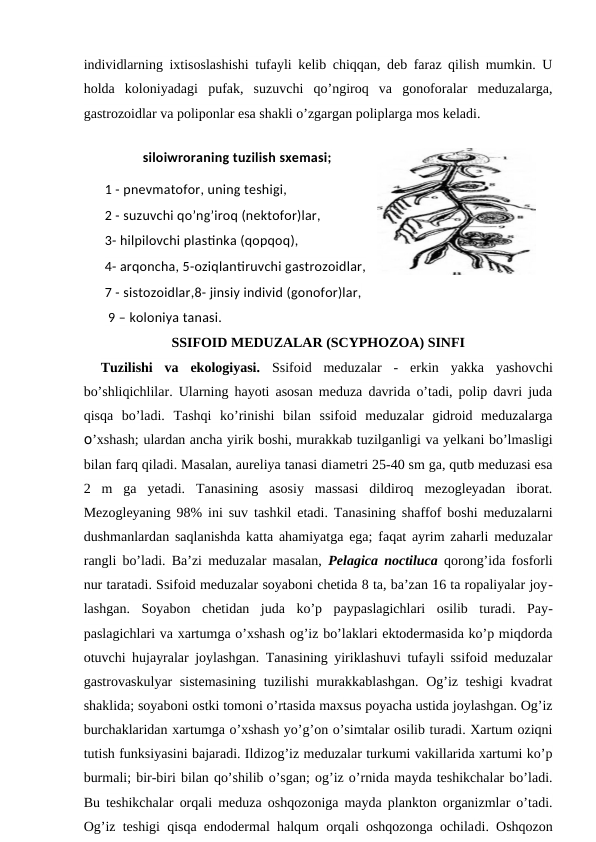 individlarning ixtisoslashishi tufayli kelib chiqqan, deb faraz qilish mumkin. U
holda  koloniyadagi  pufak,  suzuvchi  qo’ngiroq  va  gonoforalar  meduzalarga,
gastrozoidlar va poliponlar esa shakli o’zgargan poliplarga mos keladi.
 
siloiwroraning tuzilish sxemasi;
1 - pnevmatofor, uning teshigi, 
2 - suzuvchi qo’ng’iroq (nektofor)lar, 
3- hilpilovchi plastinka (qopqoq), 
4- arqoncha, 5-oziqlantiruvchi gastrozoidlar,
7 - sistozoidlar,8- jinsiy individ (gonofor)lar,
 9 – koloniya tanasi.
SSIFOID MEDUZALAR (SCYPHOZOA) SINFI
Tuzilishi  va  ekologiyasi.  Ssifoid  meduzalar  -  erkin  yakka  yashovchi
bo’shliqichlilar. Ularning hayoti asosan meduza davrida o’tadi, polip davri juda
qisqa  bo’ladi.  Tashqi  ko’rinishi  bilan  ssifoid  meduzalar  gidroid  meduzalarga
o’xshash; ulardan ancha yirik boshi, murakkab tuzilganligi va yelkani bo’lmasligi
bilan farq qiladi. Masalan, aureliya tanasi diametri 25-40 sm ga, qutb meduzasi esa
2  m  ga  yetadi.  Tanasining  asosiy  massasi  dildiroq  mezogleyadan  iborat.
Mezogleyaning 98% ini suv tashkil etadi. Tanasining shaffof boshi meduzalarni
dushmanlardan saqlanishda katta ahamiyatga ega; faqat ayrim zaharli meduzalar
rangli bo’ladi. Ba’zi meduzalar masalan,  Pelagica noctiluca qorong’ida fosforli
nur taratadi. Ssifoid meduzalar soyaboni chetida 8 ta, ba’zan 16 ta ropaliyalar joy-
lashgan.  Soyabon  chetidan  juda  ko’p  paypaslagichlari  osilib  turadi.  Pay-
paslagichlari va xartumga o’xshash og’iz bo’laklari ektodermasida ko’p miqdorda
otuvchi hujayralar joylashgan. Tanasining yiriklashuvi tufayli ssifoid meduzalar
gastrovaskulyar  sistemasining  tuzilishi murakkablashgan.  Og’iz teshigi  kvadrat
shaklida; soyaboni ostki tomoni o’rtasida maxsus poyacha ustida joylashgan. Og’iz
burchaklaridan xartumga o’xshash yo’g’on o’simtalar osilib turadi. Xartum oziqni
tutish funksiyasini bajaradi. Ildizog’iz meduzalar turkumi vakillarida xartumi ko’p
burmali; bir-biri bilan qo’shilib o’sgan; og’iz o’rnida mayda teshikchalar bo’ladi.
Bu teshikchalar orqali meduza oshqozoniga mayda plankton organizmlar o’tadi.
Og’iz teshigi qisqa endodermal halqum orqali oshqozonga ochiladi. Oshqozon
