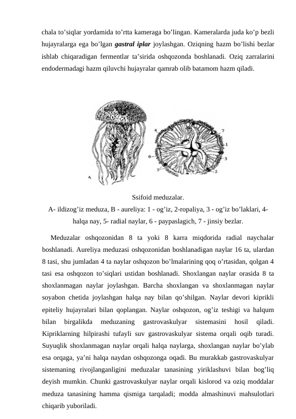chala to’siqlar yordamida to’rtta kameraga bo’lingan. Kameralarda juda ko’p bezli
hujayralarga ega bo’lgan gastral iplar joylashgan. Oziqning hazm bo’lishi bezlar
ishlab chiqaradigan fermentlar ta’sirida oshqozonda boshlanadi. Oziq zarralarini
endodermadagi hazm qiluvchi hujayralar qamrab olib batamom hazm qiladi.
Meduzalar  oshqozonidan  8  ta  yoki  8  karra  miqdorida  radial  naychalar
boshlanadi. Aureliya meduzasi oshqozonidan boshlanadigan naylar 16 ta, ulardan
8 tasi, shu jumladan 4 ta naylar oshqozon bo’lmalarining qoq o’rtasidan, qolgan 4
tasi esa oshqozon to’siqlari ustidan boshlanadi. Shoxlangan naylar orasida 8 ta
shoxlanmagan  naylar  joylashgan.  Barcha  shoxlangan  va  shoxlanmagan  naylar
soyabon chetida joylashgan halqa nay bilan qo’shilgan. Naylar devori kiprikli
epiteliy hujayralari bilan qoplangan. Naylar oshqozon, og’iz teshigi va halqum
bilan  birgalikda  meduzaning  gastrovaskulyar  sistemasini  hosil  qiladi.
Kipriklarning hilpirashi tufayli suv gastrovaskulyar sistema orqali oqib turadi.
Suyuqlik shoxlanmagan naylar orqali halqa naylarga, shoxlangan naylar bo’ylab
esa orqaga, ya’ni halqa naydan oshqozonga oqadi. Bu murakkab gastrovaskulyar
sistemaning  rivojlanganligini  meduzalar  tanasining  yiriklashuvi  bilan  bog’liq
deyish mumkin. Chunki gastrovaskulyar naylar orqali kislorod va oziq moddalar
meduza tanasining hamma qismiga tarqaladi; modda almashinuvi mahsulotlari
chiqarib yuboriladi.
Ssifoid meduzalar.
A- ildizog’iz meduza, В - aureliya: 1 - og’iz, 2-ropaliya, 3 - og’iz bo’laklari, 4-
halqa nay, 5- radial naylar, 6 - paypaslagich, 7 - jinsiy bezlar.
