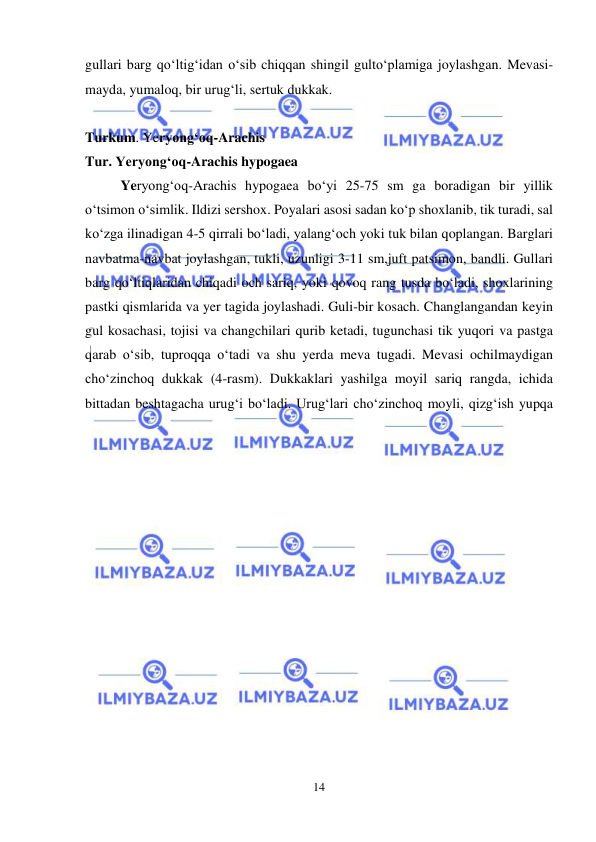  
 
14 
gullari barg qo‘ltig‘idan o‘sib chiqqan shingil gulto‘plamiga joylashgan. Mevasi-
mayda, yumaloq, bir urug‘li, sertuk dukkak.  
 
Turkum. Yeryong‘oq-Arachis 
Tur. Yeryong‘oq-Arachis hypogaea 
Yeryong‘oq-Arachis hypogaea bo‘yi 25-75 sm ga boradigan bir yillik 
o‘tsimon o‘simlik. Ildizi sershox. Poyalari asosi sadan ko‘p shoxlanib, tik turadi, sal 
ko‘zga ilinadigan 4-5 qirrali bo‘ladi, yalang‘och yoki tuk bilan qoplangan. Barglari 
navbatma-navbat joylashgan, tukli, uzunligi 3-11 sm,juft patsimon, bandli. Gullari 
barg qo‘ltiqlaridan chiqadi och sariq, yoki qovoq rang tusda bo‘ladi, shoxlarining 
pastki qismlarida va yer tagida joylashadi. Guli-bir kosach. Changlangandan keyin 
gul kosachasi, tojisi va changchilari qurib ketadi, tugunchasi tik yuqori va pastga 
qarab o‘sib, tuproqqa o‘tadi va shu yerda meva tugadi. Mevasi ochilmaydigan 
cho‘zinchoq dukkak (4-rasm). Dukkaklari yashilga moyil sariq rangda, ichida 
bittadan beshtagacha urug‘i bo‘ladi. Urug‘lari cho‘zinchoq moyli, qizg‘ish yupqa 
