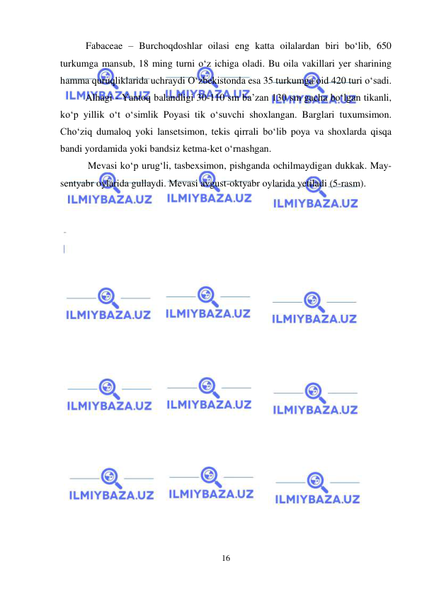  
 
16 
Fabaceae – Burchoqdoshlar oilasi eng katta oilalardan biri bo‘lib, 650 
turkumga mansub, 18 ming turni o‘z ichiga oladi. Bu oila vakillari yer sharining 
hamma quruqliklarida uchraydi O‘zbekistonda esa 35 turkumga oid 420 turi o‘sadi.  
Alhagi - Yantoq balandligi 30-110 sm ba’zan 130 sm gacha bo‘lgan tikanli, 
ko‘p yillik o‘t o‘simlik Poyasi tik o‘suvchi shoxlangan. Barglari tuxumsimon. 
Cho‘ziq dumaloq yoki lansetsimon, tekis qirrali bo‘lib poya va shoxlarda qisqa 
bandi yordamida yoki bandsiz ketma-ket o‘rnashgan. 
 Mevasi ko‘p urug‘li, tasbexsimon, pishganda ochilmaydigan dukkak. May-
sentyabr oylarida gullaydi. Mevasi avgust-oktyabr oylarida yetiladi (5-rasm). 
 
 
 
