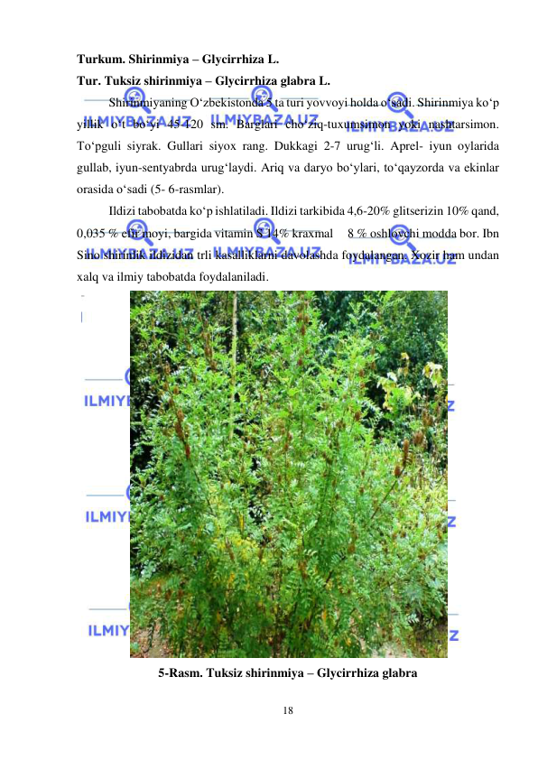  
 
18 
Turkum. Shirinmiya – Glycirrhiza L.  
Tur. Tuksiz shirinmiya – Glycirrhiza glabra L.  
Shirinmiyaning O‘zbekistonda 5 ta turi yovvoyi holda o‘sadi. Shirinmiya ko‘p 
yillik o‘t bo‘yi 45-120 sm. Barglari cho‘ziq-tuxumsimon yoki nashtarsimon. 
To‘pguli siyrak. Gullari siyox rang. Dukkagi 2-7 urug‘li. Aprel- iyun oylarida 
gullab, iyun-sentyabrda urug‘laydi. Ariq va daryo bo‘ylari, to‘qayzorda va ekinlar 
orasida o‘sadi (5- 6-rasmlar).  
Ildizi tabobatda ko‘p ishlatiladi. Ildizi tarkibida 4,6-20% glitserizin 10% qand, 
0,035 % efir moyi, bargida vitamin S 14% kraxmal     8 % oshlovchi modda bor. Ibn 
Sino shirinlik ildizidan trli kasalliklarni davolashda foydalangan. Xozir ham undan 
xalq va ilmiy tabobatda foydalaniladi. 
 
5-Rasm. Tuksiz shirinmiya – Glycirrhiza glabra  
