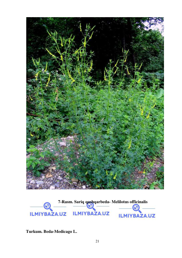  
 
21 
 
 
7-Rasm. Sariq qashqarbeda- Melilotus officinalis 
 
 
 
Turkum. Beda-Medicago L. 
