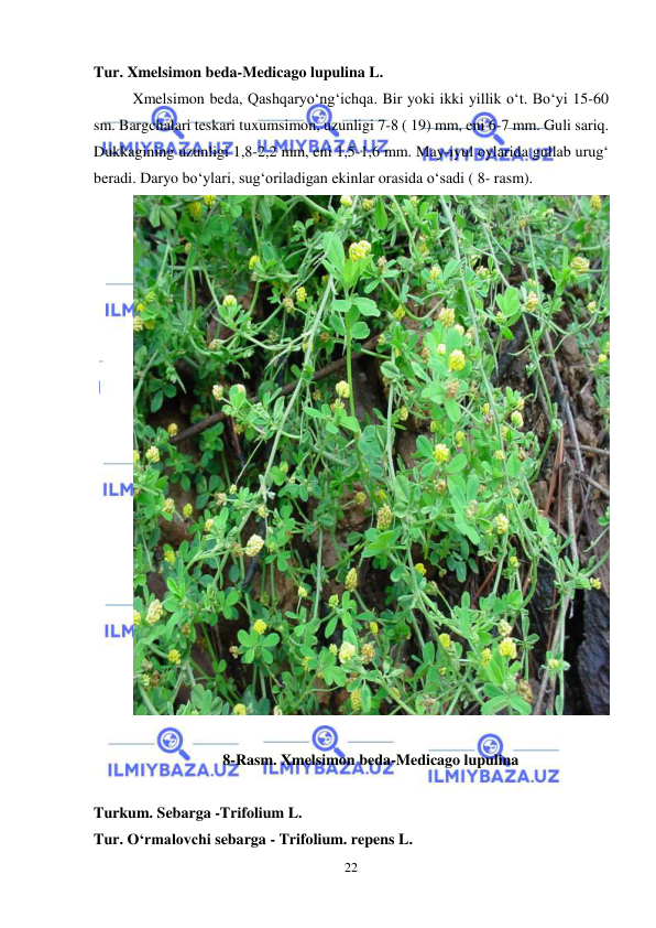  
 
22 
Tur. Xmelsimon beda-Medicago lupulina L. 
Xmelsimon beda, Qashqaryo‘ng‘ichqa. Bir yoki ikki yillik o‘t. Bo‘yi 15-60 
sm. Bargchalari teskari tuxumsimon, uzunligi 7-8 ( 19) mm, eni 6-7 mm. Guli sariq. 
Dukkagining uzunligi 1,8-2,2 mm, eni 1,5-1,6 mm. May-iyul oylarida gullab urug‘ 
beradi. Daryo bo‘ylari, sug‘oriladigan ekinlar orasida o‘sadi ( 8- rasm).  
 
 
8-Rasm. Xmelsimon beda-Medicago lupulina 
 
Turkum. Sebarga -Trifolium L. 
Tur. O‘rmalovchi sebarga - Trifolium. repens L.  
