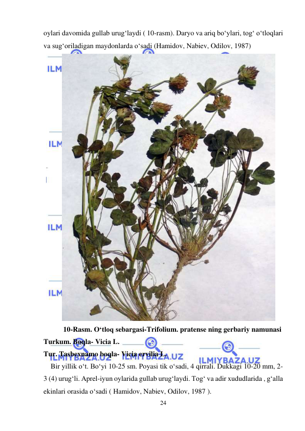  
 
24 
oylari davomida gullab urug‘laydi ( 10-rasm). Daryo va ariq bo‘ylari, tog‘ o‘tloqlari 
va sug‘oriladigan maydonlarda o‘sadi (Hamidov, Nabiev, Odilov, 1987) 
 
10-Rasm. O‘tloq sebargasi-Trifolium. pratense ning gerbariy namunasi 
Turkum. Boqla- Vicia L. 
Tur. Tasbexnamo boqla- Vicia ervilia L. 
    Bir yillik o‘t. Bo‘yi 10-25 sm. Poyasi tik o‘sadi, 4 qirrali. Dukkagi 10-20 mm, 2-
3 (4) urug‘li. Aprel-iyun oylarida gullab urug‘laydi. Tog‘ va adir xududlarida , g‘alla 
ekinlari orasida o‘sadi ( Hamidov, Nabiev, Odilov, 1987 ).   

