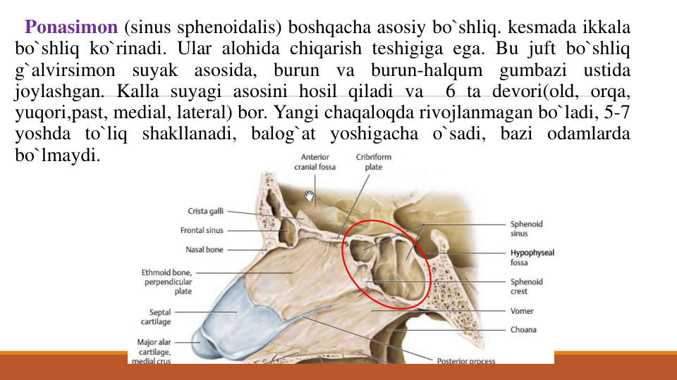 Ponasimon (sinus sphenoidalis) boshqacha asosiy bo`shliq. kesmada ikkala
bo`shliq ko`rinadi. Ular alohida chiqarish teshigiga ega. Bu juft bo`shliq
g`alvirsimon
suyak
asosida,
burun
va
burun-halqum
gumbazi
ustida
joylashgan. Kalla suyagi asosini hosil qiladi va
6 ta devori(old, orqa,
yuqori,past, medial, lateral) bor. Yangi chaqaloqda rivojlanmagan bo`ladi, 5-7
yoshda to`liq shakllanadi, balog`at yoshigacha o`sadi, bazi odamlarda
bo`lmaydi.
