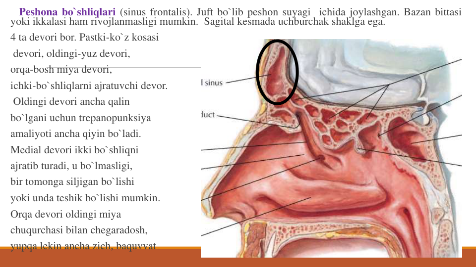 Peshona bo`shliqlari (sinus frontalis). Juft bo`lib peshon suyagi ichida joylashgan. Bazan bittasi
yoki ikkalasi ham rivojlanmasligi mumkin. Sagital kesmada uchburchak shaklga ega.
4 ta devori bor. Pastki-ko`z kosasi
devori, oldingi-yuz devori,
orqa-bosh miya devori,
ichki-bo`shliqlarni ajratuvchi devor.
Oldingi devori ancha qalin
bo`lgani uchun trepanopunksiya
amaliyoti ancha qiyin bo`ladi.
Medial devori ikki bo`shliqni
ajratib turadi, u bo`lmasligi,
bir tomonga siljigan bo`lishi
yoki unda teshik bo`lishi mumkin.
Orqa devori oldingi miya
chuqurchasi bilan chegaradosh,
yupqa lekin ancha zich, baquvvat
