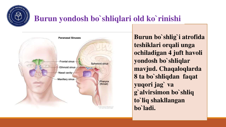 Burun bo`shlig`i atrofida
teshiklari orqali unga
ochiladigan 4 juft havoli
yondosh bo`shliqlar
mavjud. Chaqaloqlarda
8 ta bo`shliqdan faqat
yuqori jag` va
g`alvirsimon bo`shliq
to`liq shakllangan
bo`ladi.
Burun yondosh bo`shliqlari old ko`rinishi

