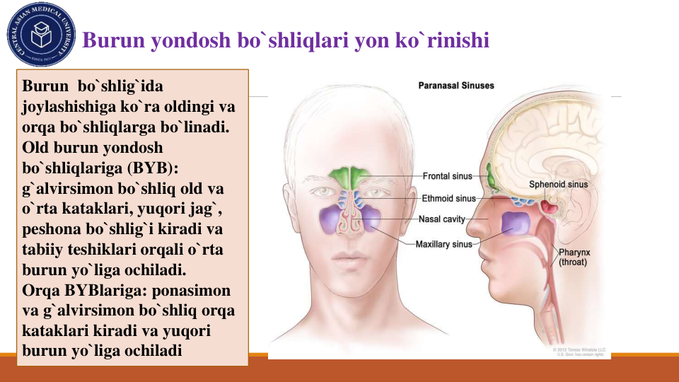 Burun yondosh bo`shliqlari yon ko`rinishi
Burun bo`shlig`ida
joylashishiga ko`ra oldingi va
orqa bo`shliqlarga bo`linadi. 
Old burun yondosh
bo`shliqlariga (BYB): 
g`alvirsimon bo`shliq old va
o`rta kataklari, yuqori jag`, 
peshona bo`shlig`i kiradi va
tabiiy teshiklari orqali o`rta
burun yo`liga ochiladi. 
Orqa BYBlariga: ponasimon
va g`alvirsimon bo`shliq orqa
kataklari kiradi va yuqori
burun yo`liga ochiladi
