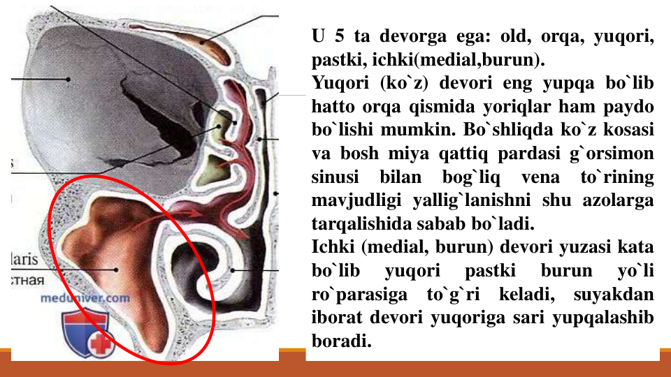 U 5 ta devorga ega: old, orqa, yuqori,
pastki, ichki(medial,burun).
Yuqori (ko`z) devori eng yupqa bo`lib
hatto orqa qismida yoriqlar ham paydo
bo`lishi mumkin. Bo`shliqda ko`z kosasi
va bosh miya qattiq pardasi g`orsimon
sinusi
bilan
bog`liq
vena
to`rining
mavjudligi yallig`lanishni shu azolarga
tarqalishida sabab bo`ladi.
Ichki (medial, burun) devori yuzasi kata
bo`lib
yuqori
pastki
burun
yo`li
ro`parasiga
to`g`ri
keladi,
suyakdan
iborat devori yuqoriga sari yupqalashib
boradi.

