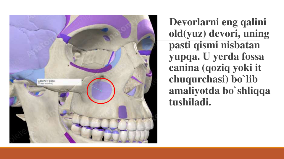 Devorlarni eng qalini
old(yuz) devori, uning
pasti qismi nisbatan
yupqa. U yerda fossa 
canina (qoziq yoki it 
chuqurchasi) bo`lib
amaliyotda bo`shliqqa
tushiladi. 
