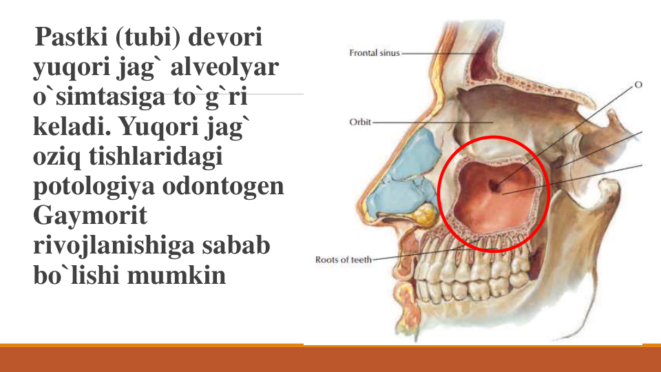 Pastki (tubi) devori
yuqori jag` alveolyar
o`simtasiga to`g`ri
keladi. Yuqori jag` 
oziq tishlaridagi
potologiya odontogen
Gaymorit
rivojlanishiga sabab
bo`lishi mumkin
