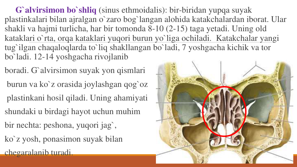 G`alvirsimon bo`shliq (sinus ethmoidalis): bir-biridan yupqa suyak
plastinkalari bilan ajralgan o`zaro bog`langan alohida katakchalardan iborat. Ular
shakli va hajmi turlicha, har bir tomonda 8-10 (2-15) taga yetadi. Uning old 
kataklari o`rta, orqa kataklari yuqori burun yo`liga ochiladi.  Katakchalar yangi
tug`ilgan chaqaloqlarda to`liq shakllangan bo`ladi, 7 yoshgacha kichik va tor 
bo`ladi. 12-14 yoshgacha rivojlanib
boradi. G`alvirsimon suyak yon qismlari
burun va ko`z orasida joylashgan qog`oz
plastinkani hosil qiladi. Uning ahamiyati
shundaki u birdagi hayot uchun muhim
bir nechta: peshona, yuqori jag`, 
ko`z yosh, ponasimon suyak bilan
chegaralanib turadi.
