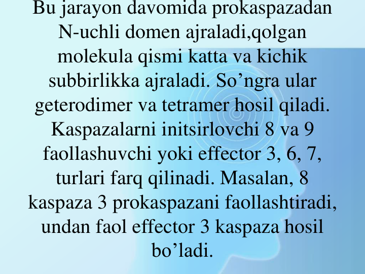 Bu jarayon davomida prokaspazadan 
N-uchli domen ajraladi,qolgan 
molekula qismi katta va kichik 
subbirlikka ajraladi. So’ngra ular 
geterodimer va tetramer hosil qiladi. 
Kaspazalarni initsirlovchi 8 va 9 
faollashuvchi yoki effector 3, 6, 7, 
turlari farq qilinadi. Masalan, 8 
kaspaza 3 prokaspazani faollashtiradi, 
undan faol effector 3 kaspaza hosil 
bo’ladi.
