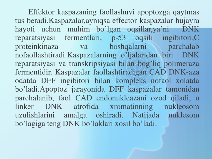 Effektor kaspazaning faollashuvi apoptozga qaytmas
tus beradi.Kaspazalar,ayniqsa effector kaspazalar hujayra
hayoti
uchun
muhim
bo’lgan
oqsillar,ya’ni
DNK
reparatsiyasi
fermentlari,
p-53
oqsili
ingibitori,C
proteinkinaza
va
boshqalarni
parchalab
nofaollashtiradi.Kaspazalarning o’ljalaridan biri
DNK
reparatsiyasi va transkripsiyasi bilan bog’liq polimeraza
fermentidir. Kaspazalar faollashtiradigan CAD DNK-aza
odatda DFF ingibitori bilan kompleks nofaol xolatda
bo’ladi.Apoptoz jarayonida DFF kaspazalar tamonidan
parchalanib, faol CAD endonukleazani ozod qiladi, u
linker
DNK
atrofida
xromatinning
nukleosom
uzulishlarini
amalga
oshiradi.
Natijada
nuklesom
bo’lagiga teng DNK bo’laklari xosil bo’ladi.
