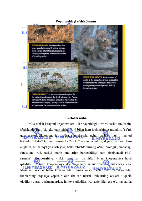  
 
19 
 
Populyasidagi o’sish 3-rasm 
 
 
Ekologik nisha 
Moslashish jarayoni organizmlarni ular hayotidagi o‘rni va tashqi tuzilishini 
ifodalaydi. Buni biz ekologik nisha (joy) bilan ham izohlashimiz mumkin. Ya’ni, 
qancha ekologik tur mavjud bo‘lsa, shuncha ular uchun yashash muhiti mavjud 
bo‘ladi. “Nisha” terminifransuzcha “niche” – chuqurlashuv, degan ma’noni ham 
anglatib, bu nafaqat yashash joyi, balki tabiatda turning o‘rni, biologik jamoadagi 
funksional roli, tashqi muhit omillariga bardoshliligi ham hisoblanadi (4-5-
rasmlar). Kooperatsiya - ikki organizm bir-birlari bilan kooperatsiya hosil 
qiladilar. Bunday kooperatsiya ikki organizm uchun ham ustunliklarga ega. 
Masalan, krablar bilan kovakichlilar bunga misol bo‘la oladi. Kovakichlilar 
krablarning orqasiga yopishib olib (ba’zan ularni krablarning o‘zlari o‘tqazib 
oladilar) ularni dushmanlardan, himoya qiladilar. Kovakichlilar esa o‘z navbatida 
