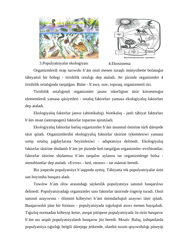 3.Populyatsiyalar ekologiyası
4.Ekosistema
Organizmlerdi orap turıwshı h’ám onıń menen turaqlı múnysibette bolatuǵın
tábiyattıń bir bólegi - tirishilik ortalıǵı dep ataladı. Jer júzinde organizmler 4
tirishilik ortalıǵında tarqalǵan. Bular - h’awa, suw, topıraq, organizmniń ózi.
Tirishilik  ortalıǵınıń  organizmler  jasaw  iskerligine  tásir  kórsetetuǵın
elementlerdi yamasa qásiyetleri - ortalıq faktorları yamasa ekologiyalıq faktorları
dep ataladı.
Ekologiyalıq faktorlar jansız (abiotikalıq), biotikalıq - janlı tábiyat faktorları
h’ám insan (antropogen) faktorlar toparına ajıratıladı.
Ekologiyalıq faktorlar barlıq organizmler h’ám insannıń ómirine túrli dárejede
tásir qıladı. Organizmlerdiń ekologiyalıq faktorlar tásirine iykemlesiwi yamasa
sırtqı  ortalıq  jaǵdaylarına  beyimlesiwi  -  adaptatsiya  delinedi.  Ekologiyalıq
faktorlar tásirine shıdamlı h’ám jer júzinde keń tarqalǵan organizmler–evribiontlar;
faktorlar  tásirine  shıdamsız  h’ám  tarqalıw  aylanısı  tar  organizmlerge  bolsa  -
stenobiontlar dep ataladı. «Evros» - keń, stenos» - tar mánisti beredi.
Biz joqarıda populyatsiya h’aqqında ayttıq. Tábiyatta tek populyatsiyalar ózin
san boyınsha basqara aladı.
Tuwılıw h’ám  óliw arasındaǵı  sáykeslik  populyatsiya sanınıń basqarılıwı
delinedi. Populyatsiyadaǵı organizmler sanı faktorlar tásirinde óзgerip turadı. Onıń
sanınıń azayıwına - ólimniń kóbeyiwi h’ám ónimdarlıqtıń azayıwı tásir qıladı.
Basqarıwdıń jáne bir forması - populyatsiyada tıǵızlıqtıń asıwı menen bayqaladı.
Tıǵızlıq normadan kóbeyip ketse, awqat jetispese populyatsiyada óz-ózin basqarıw
h’ám usı arqalı populyatsiyalardı basqarıw júz beredi. Mısalı: Balıq, tıshqanlarda
populyatsiya tıǵızlıǵı belgili dárejege jetkende, olardıń tuxım qoyıwshılıǵı páseyip
