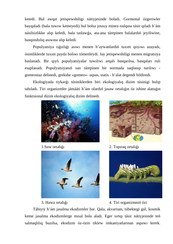 ketedi.  Bul  awqat  jetispewshiligi  nátiyjesinde  boladı.  Gormonal  ózgeriwler
bayqaladı (bala tuwıw kemeyedi) bul bolsa jınısıy minez-xulqına tásir qıladı h’ám
násilsizlikke alıp keledi, bala taslawǵa, ata-ana tárepinen balalardıń jeyiliwine,
basqınshılıq asıwına alıp keledi.
Populyatsiya  tıǵızlıǵı  asıwı  menen  h’aywanlardıń  tuxım  qoyıwı  azayadı,
ósimliklerde tuxım payda bolıwı tómenleydi. Jay jetispewshiligi menen migratsiya
baslanadı.  Bir  qıylı  populyatsiyalar  tuwılıwı  arqalı  basqarılsa,  basqaları  ruli
esaplanadı.  Populyatsiyanıń  san  tárepinen  bir  normada  saqlanıp  turılıwı  -
gomeostaz delinedi, grekshe «gomeo»- uqsas, statis - h’alat degendi bildiredi.
Ekologiyada  tiykarǵı  túsiniklerden  biri  ekologiyalıq  dizim  túsinigi  bolıp
tabıladı. Tiri organizmler jámááti h’ám olardıń jasaw ortalıǵın óz ishine alatuǵın
funktsional dizim ekologiyalıq dizim delinedi.
1.Suw ortalıǵı
2. Topıraq ortalıǵı
3. Hawa ortalıǵı 
4. Tiri organizmniń ózi
Tábiyiy h’ám jasalma ekodizmler bar. Qala, akvarium, túbektegi gúl, kosmik
keme jasalma ekodizmlerge mısal bola aladı. Eger sırtqı tásir nátiyjesinde teń
salmaqlılıq  buzılsa,  ekodizm  óz-ózin  tiklew  imkaniyatlarınan  aspawı  kerek.

