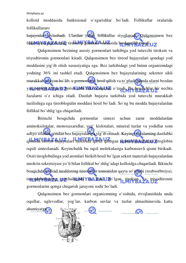 Ilmiybaza.uz 
 
kolloid moddasida funktsional o`zgarishlar bo`ladi. Follikullar oralarida 
follikullararo  
hujayralar joylashadi. Ulardan yangi follikullar rivojlanadi. Qalqonsimon bez 
funktsiyasi gipofizning tireotrop gormoni vositasida boshqarilib turadi.  
 
Qalqonsimon bezining asosiy gormonlari tarkibiga yod tutuvchi tiroksin va 
triyodtironin gormonlari kiradi. Qalqonsimon bez tireod hujayralari qondagi yod 
moddasini yig`ib olish xususiyatiga ega. Bez tarkibidagi yod butun organizmdagi 
yodning 36% ini tashkil etadi. Qalqonsimon bez hujayralarining sekretor sikli 
murakkab jarayon bo`lib, u gormonlarni hosil qilish va to`plash hamda ularni bezdan 
yana qonga chiqarib berish kabi ikki bosqichni o`taydi. Bu bosqichlar bir nechta 
fazalarni o`z ichiga oladi. Dastlab hujayra tarkibida yod tutuvchi murakkab 
tuzilishiga ega tireoblogulin moddasi hosil bo`ladi. So`ng bu modda hujayralardan 
follikul bo`shlig`iga chiqariladi. 
 
Birinchi 
bosqichda 
gormonlar 
sintezi 
uchun 
zarur 
moddalardan 
aminokislotalar, monosaxaridlar, yog` kislotalari, mineral tuzlar va yodidlar xom 
ashyo sifatida qondan bez hujayralariga yig`ib olinadi. Keyingi fazalarning dastlabki 
qismida tirotsit hujayralari tarkibida qabul qilingan aminokislotalardan tiroglobin 
oqsili sintezlanadi. Keyinchalik bu oqsil molekulasiga karbonsuvli qismi birikadi. 
Oxiri tiroglobulinga yod atomlari birikib hosil bo`lgan sekret materiali hujayralardan 
miokrin sekretsiyasi yo`li bilan follikul bo`shlig`idagi kolloidga chiqariladi. Ikkinchi 
bosqichda kolloid moddaning tireotsitlar tomonidan qayta so`rilishi (reabsorbtsiya), 
tireoglobulinning parchalanishi va hosil bo`lgan tiroksin va triyodtironin 
gormonlarini qonga chiqarish jarayoni sodir bo`ladi. 
 
Qalqonsimon bez gormonlari organizmning o`sishida, rivojlanishida unda 
oqsillar, uglevodlar, yog`lar, karbon suvlar va tuzlar almashinuvida katta 
ahamiyatga 
 
 
 
 
