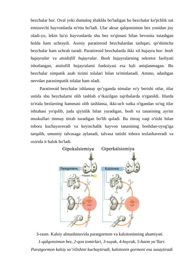 bezchalar bor. Oval yoki dumaloq shaklda bo'ladigan bu bezchalar ko'pchlik sut
emizuvchi hayvonlarda to'rtta bo'ladi. Ular aksar qalqonsimon bez yonidan joy
oladi-yu, lekin ba'zi hayvonlarda shu bez to'qimasi bilan bevosita tutashgan
holda  ham  uchraydi.  Asosiy  paratireoid  bezchalardan  tashqari,  qo'shimcha
bezchalar ham uchrab turadi. Paratireoid bezchalarda ikki xil hujayra bor: bosh
hujayralar va  atsidofill  hujayralar.  Bosh  hujayralarning  sekretor  faoliyati
isbotlangan,  atsitofill  hujayralarni  funksiyasi  esa  hali  aniqlanmagan.  Bu
bezchalar  simpatik asab  tizimi tolalari bilan ta'minlanadi. Ammo, adashgan
nervdan parasimpatik tolalar ham oladi. 
Paratireoid bezchalar ishlamay qo’yganda nimalar ro'y berishi otlar, itlar
ustida shu bezchalarni olib tashlab o’tkazilgan tajribalarda o'rganildi. Itlarda
to'rtala bezlarning hammasi olib tashlansa, ikki-uch sutka o'tgandan so'ng itlar
ishtahasi  yo'qolib,  juda  qiyinlik  bilan  yuradigan,  bosh  va  tanasining  ayrim
muskullari tinmay titrab turadigan bo'lib qoladi. Bu titroq vaqt o'tishi bilan
tobora  kuchayaveradi  va  keyinchalik  hayvon  tanasining  boshdan-oyog'iga
tarqalib, umumiy talvasaga aylanadi, talvasa tutishi tobora tezlashaveradi va
oxirida it halok bo'ladi.
3-rasm. Kalsiy almashinuvida paratgormon va kalsitoninning ahamiyati.
1-qalqonsimon bez, 2-qon tomirlari, 3-suyak, 4-buyrak, 5-hazm yo’llari.
Paratgormon kalsiy so’rilishini kuchaytiradi, kalsitonin gormoni esa susaytiradi
