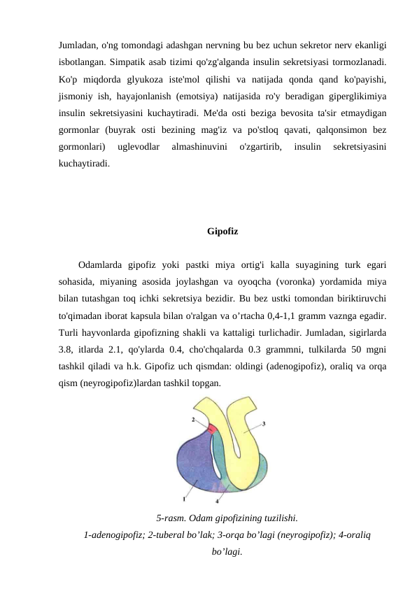 Jumladan, o'ng tomondagi adashgan nervning bu bez uchun sekretor nerv ekanligi
isbotlangan. Simpatik asab tizimi qo'zg'alganda insulin sekretsiyasi tormozlanadi.
Ko'p  miqdorda  glyukoza  iste'mol  qilishi  va  natijada  qonda  qand  ko'payishi,
jismoniy ish, hayajonlanish (emotsiya) natijasida ro'y beradigan giperglikimiya
insulin sekretsiyasini kuchaytiradi. Me'da osti beziga bevosita ta'sir etmaydigan
gormonlar  (buyrak  osti  bezining  mag'iz  va  po'stloq  qavati,  qalqonsimon  bez
gormonlari)  uglevodlar  almashinuvini  o'zgartirib,  insulin  sekretsiyasini
kuchaytiradi.
Gipofiz
Odamlarda  gipofiz  yoki  pastki  miya  ortig'i  kalla  suyagining  turk  egari
sohasida, miyaning asosida joylashgan va oyoqcha (voronka) yordamida miya
bilan tutashgan toq ichki sekretsiya bezidir. Bu bez ustki tomondan biriktiruvchi
to'qimadan iborat kapsula bilan o'ralgan va o’rtacha 0,4-1,1 gramm vaznga egadir.
Turli hayvonlarda gipofizning shakli va kattaligi turlichadir. Jumladan, sigirlarda
3.8, itlarda 2.1, qo'ylarda 0.4, cho'chqalarda 0.3 grammni, tulkilarda 50 mgni
tashkil qiladi va h.k. Gipofiz uch qismdan: oldingi (adenogipofiz), oraliq va orqa
qism (neyrogipofiz)lardan tashkil topgan. 
5-rasm. Odam gipofizining tuzilishi.
1-adenogipofiz; 2-tuberal bo’lak; 3-orqa bo’lagi (neyrogipofiz); 4-oraliq
bo’lagi.
