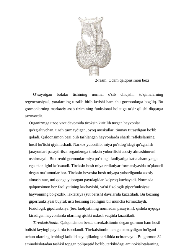                                                                     2-rasm. Odam qalqonsimon bezi
O’sayotgan  bolalar  tishining  normal  o'sib  chiqishi,  to'qimalarning
regeneratsiyasi, yaralarning tuzalib bitib ketishi ham shu gormonlarga bog'liq. Bu
gormonlarning markaziy asab tizimining funksional holatiga ta'sir qilishi diqqatga
sazovordir.
Organizmga uzoq vaqt davomida tiroksin kiritilib turgan hayvonlar 
qo'zg'aluvchan, tinch turmaydigan, oyoq muskullari tinmay titraydigan bo'lib 
qoladi. Qalqonsimon bezi olib tashlangan hayvonlarda shartli reflekslarning 
hosil bo'lishi qiyinlashadi. Narkoz yuborilib, miya po'stlog'idagi qo'zg'alish 
jarayonlari pasaytirilsa, organizmga tiroksin yuborilishi asosiy almashinuvni 
oshirmaydi. Bu tireoid gormonlar miya po'stlog'i faoliyatiga katta ahamiyatga 
ega ekanligini ko'rsatadi. Tiroksin bosh miya retikulyar formatsiyasida to'planadi
degan ma'lumotlar bor. Tiroksin bevosita bosh miyaga yuborilganda asosiy 
almashinuv, uni qonga yuborgan paytdagidan ko'proq kuchayadi. Normada 
qalqonsimon bez faoliyatining kuchayishi, ya'ni fizologik giperfunksiyasi 
hayvonning bo'g'ozlik, laktatsiya (sut berish) davrlarida kuzatiladi. Bu bezning 
giperfunksiyasi buyrak usti bezining faolligini bir muncha tormozlaydi. 
Fiziologik gipofunksiya (bez faoliyatining normadan pasayishi), qishda uyquga 
kiradigan hayvonlarda ularning qishki uxlash vaqtida kuzatiladi.
Tireokalsitonin. Qalqonsimon bezda tireokalsitonin degan gormon ham hosil 
bolishi keyingi paytlarda isbotlandi. Tirekalsitonin  ichiga o'tmaydigan bo'lgani 
uchun ularning ichidagi kolloid suyuqlikning tarkibida uchramaydi. Bu gormon 32 
aminokislotadan tashkil topgan polipeptid bo'lib, tarkibidagi aminokislotalarning 
